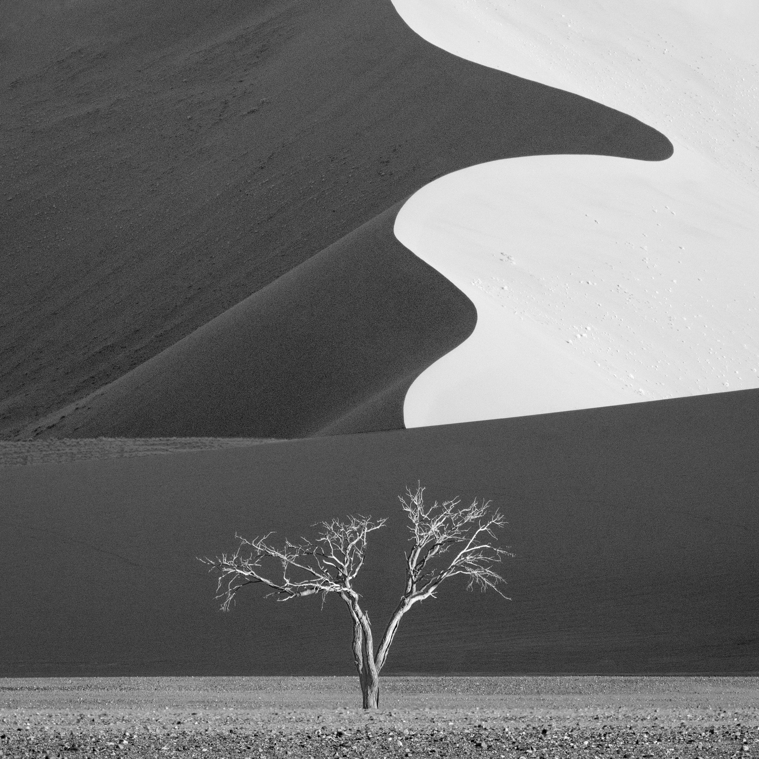The yin-and-yang dune and the tree