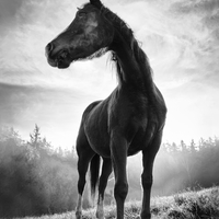 Lessinia horse in backlight