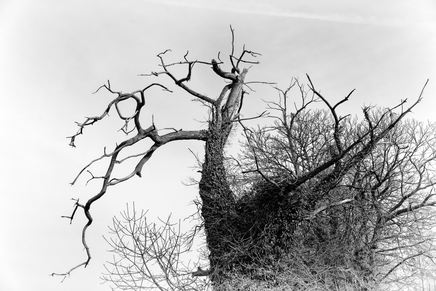 L'arbre qui danse