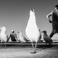 Of Birds and Men