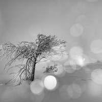 I become tree