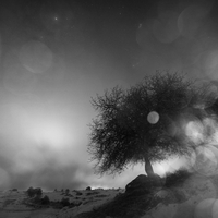 I become tree