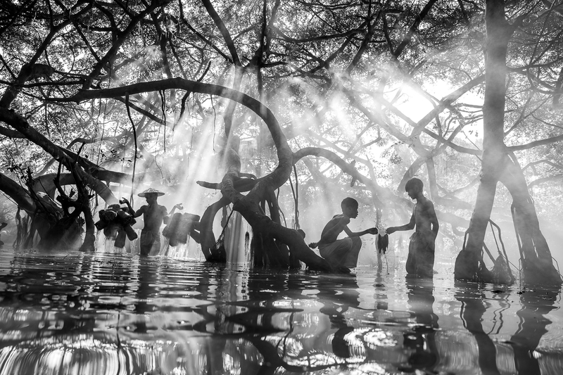 Nurtured by the Mangroves