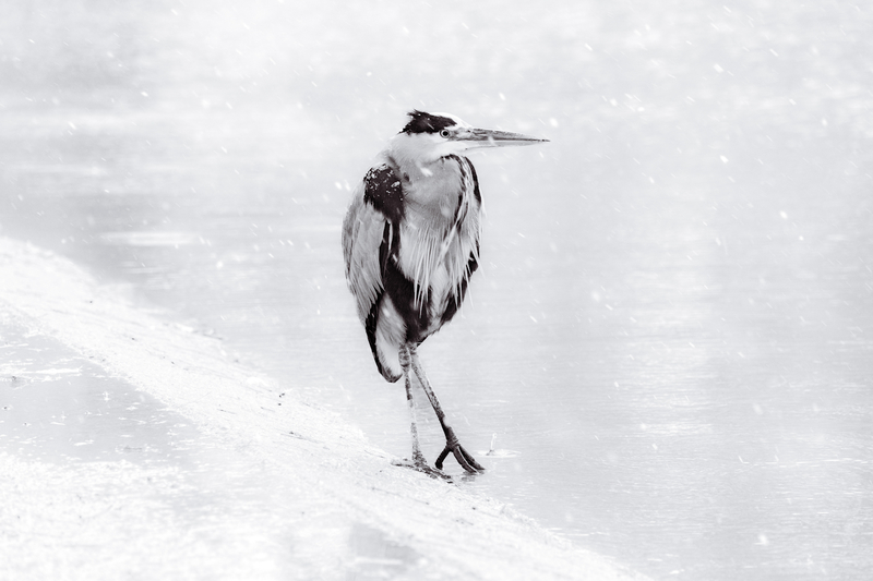 Le Héron et la Neige