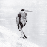 Le Héron et la Neige