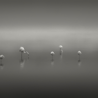 The Gathering