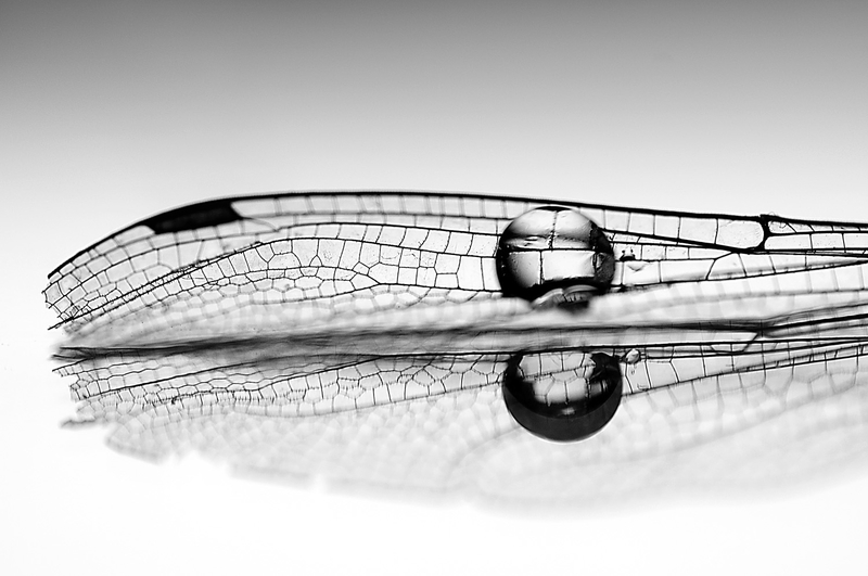 Drop on wing.