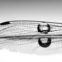 Drop on wing.