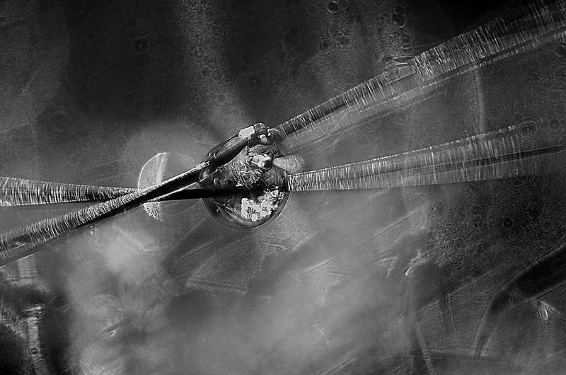 Water drop on straw.