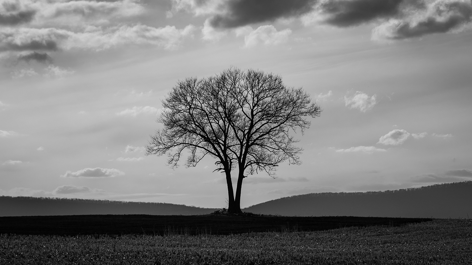 Middletown Lone Tree 