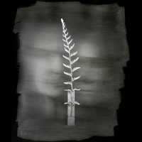 The Understory II