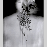 The Understory II
