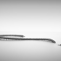 Serpent d'Ocean 