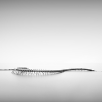 Serpent d'Ocean 