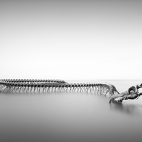 Serpent d'Ocean 