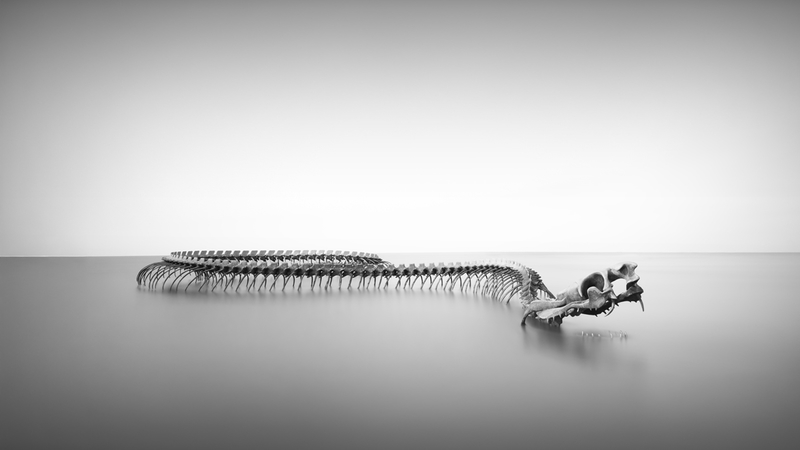 Serpent d'Ocean 