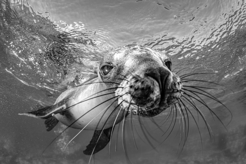 Curious sea lion