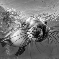 Curious sea lion