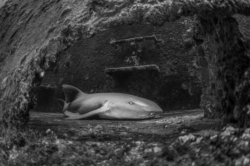 Shark portrait