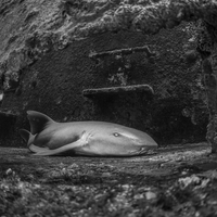 Shark portrait