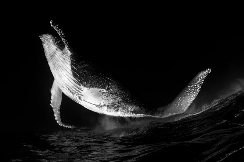 Dancing whale