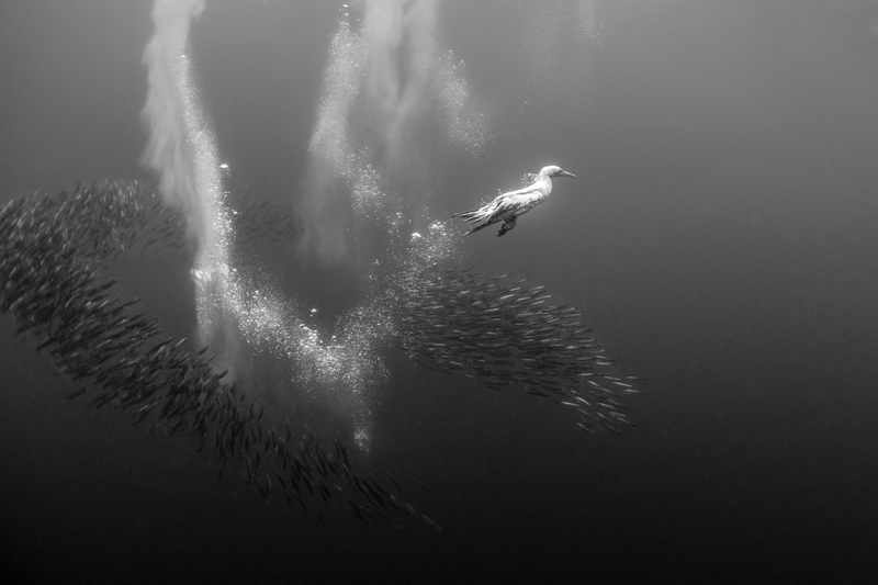 The hunt