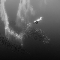 The hunt