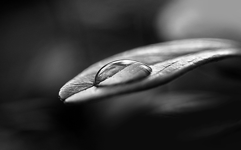 Water drop on berryleaf.