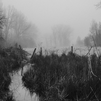Misty Morning