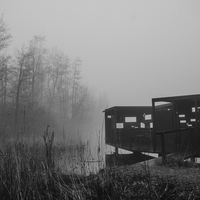 Misty Morning