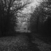 Misty Morning