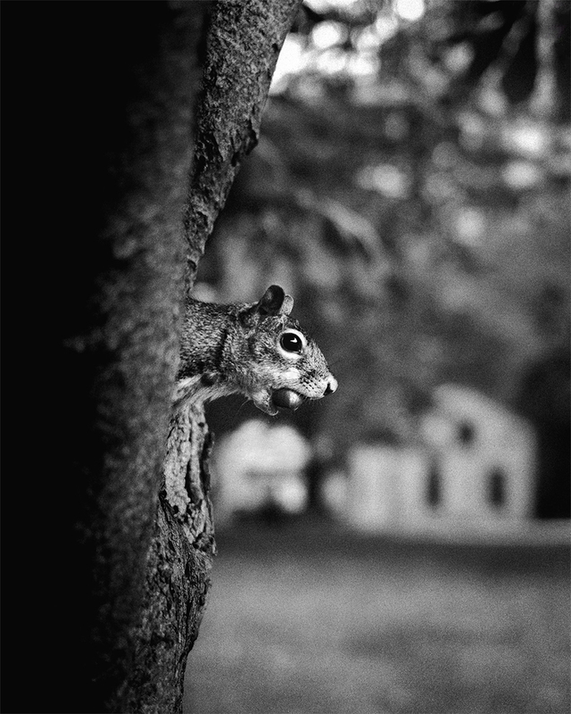 The Decisive Moment  