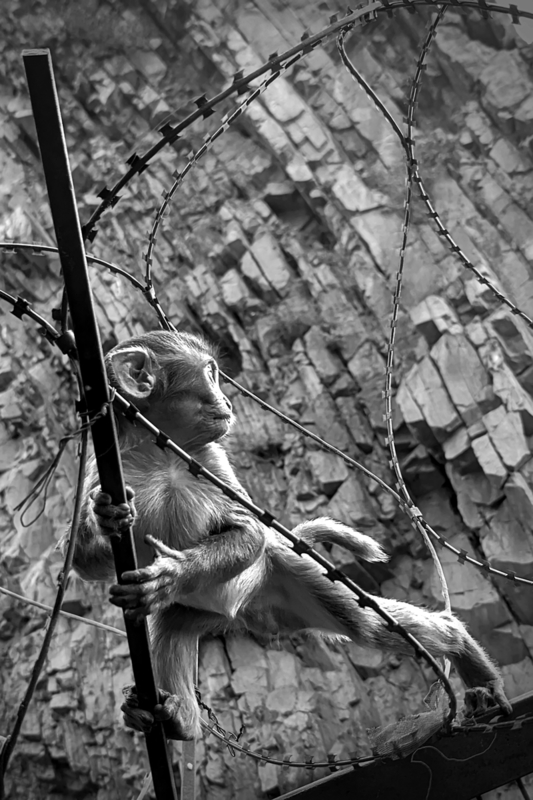 La Guerre des Singes