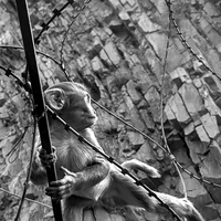 La Guerre des Singes