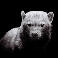 Wild Souls