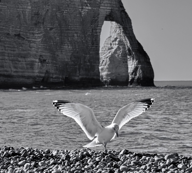 les ailes d'Etretat
