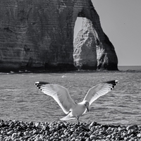 les ailes d'Etretat
