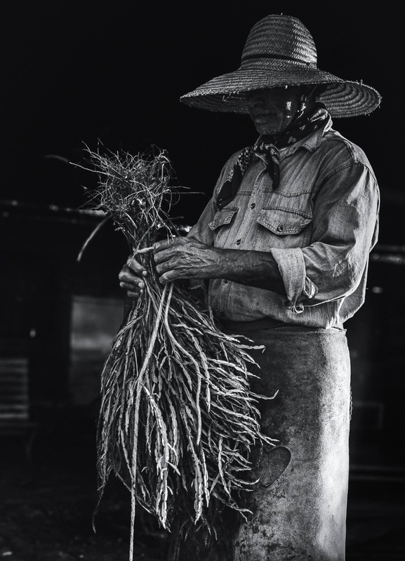 Carqueja broom making