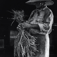 Carqueja broom making