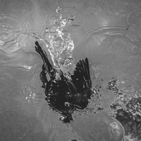 Mermaid bird