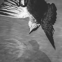 Mermaid bird