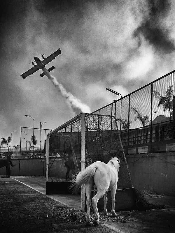 Horse & Canadair