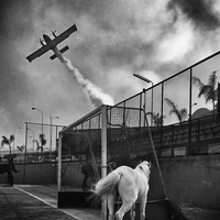 Horse & Canadair