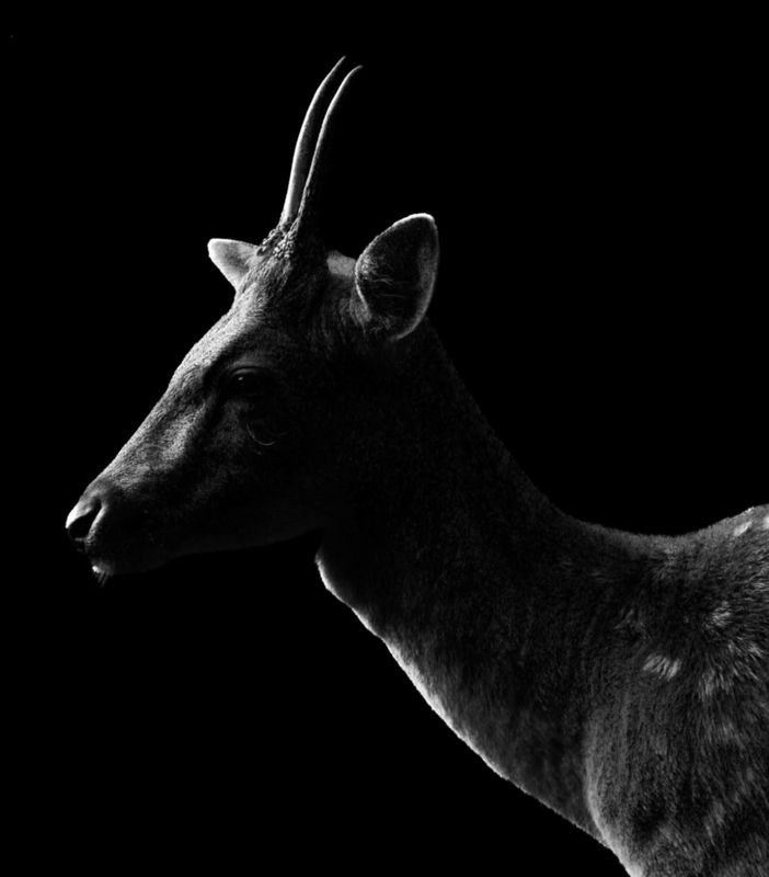 Éclipse Animale