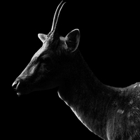 Éclipse Animale