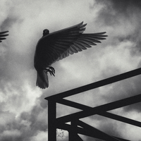 Wings Of Desire 