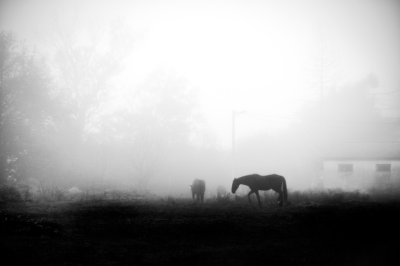 Fog Walkers