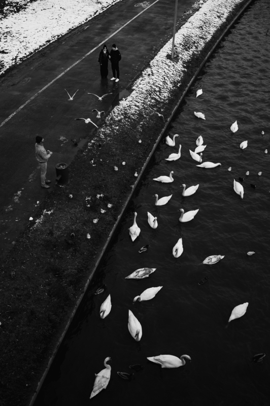 Feeding the birds