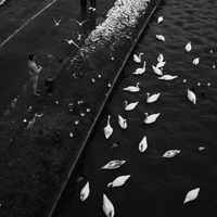 Feeding the birds