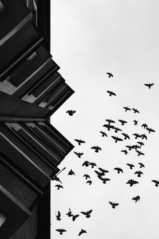 Birds Above